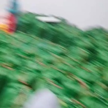 云南甜豌豆