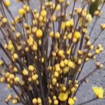 腊梅树和腊梅鲜切花本农场长年有货供应.如果有老板需要我，