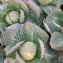 包菜甘蓝精品甘蓝甘蓝大量供应中！