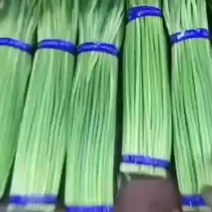 精品红帽蒜苔，产地供应发货，量大优惠，欢迎老板们合作