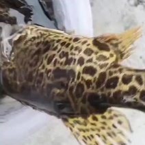 桂鱼