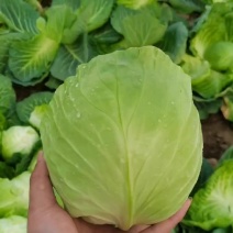精品甘蓝，质量保证，货源充足，需要的老板请联系，可代发全