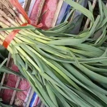 金乡蒜苗大量上市中，质量好价格低，欢迎各位新老客户前来选