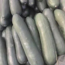 冬瓜