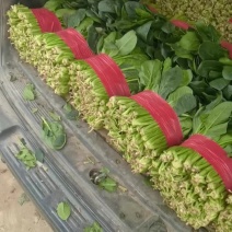 菠菜