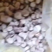 香菇脚香菇腿菇脚菇腿产地直发！品质好价格低包邮