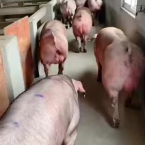 一种级美系杜洛克种公猪