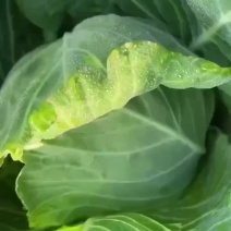 威宁甘蓝大量上市质量保证基地直发价格便宜可视频看货欢迎