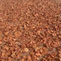 鸡血藤靓货