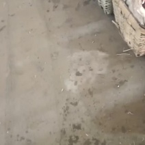 批发包装一体化，优质圣女果贝贝，口感好，甜度好。
