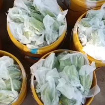 杨桃成熟了。那一个个黄的像金子的杨桃，一口咬下去甜到入心