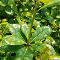 苗圃批发供应海桐工程苗套杯海桐芽苗海桐杯苗海桐毛球海桐球