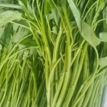 【推荐】广东空心菜基地发货大量供应一手货源价格合适
