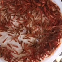 水产淡水鱼苗，鲤鱼生长快，适合所有淡水鱼塘养殖。