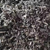 玄参片