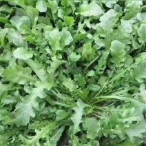 花叶荠菜种子人们较喜爱的野菜种子品种