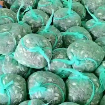 山东大闸蟹苗发货