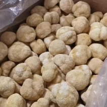供应酒店食材/素食古田精选大个猴头菇新货/根干净6以上