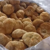 供应酒店食材古田猴头菇新货/根干净短毛精选头茬5以上