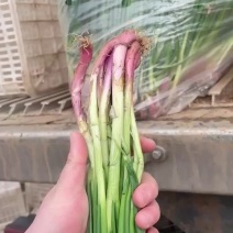 云南红葱