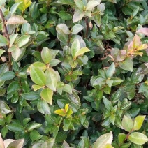苗圃供应优质茶梅工程苗茶梅扦插芽苗茶梅杯苗茶梅毛球茶梅球