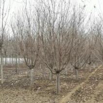 【精选】乔灌木，樱花树苗，现挖现卖，产地直供