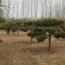 造型松，造型多样，松叶翠绿，产地直供，量大从优