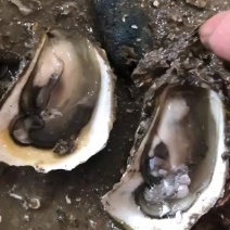 南澳岛生蚝肥度