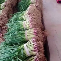蔬菜蒜苗红根蒜苗货量充足欢迎新老客户下单咨询订购