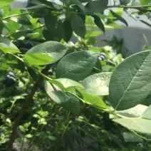 蓝莓熟了，蓝莓熟了