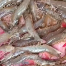 鲜活基围虾