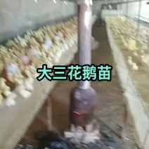 鹅
