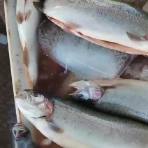 龙羊峡三文鱼
