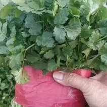 大叶香菜