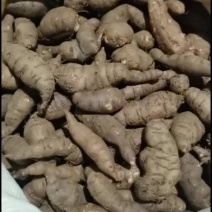 三叶青可发样品，大批货一年四季可发通货