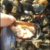 海红