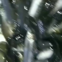草鱼苗