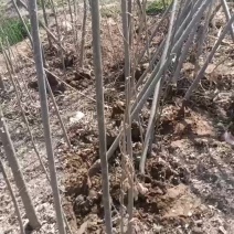 大量出售107速生杨树苗