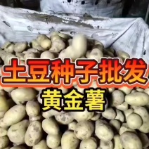 沃土五，V七元种，粮种，脱毒种，商品薯各种规格。