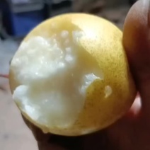 河北特产蜜梨一手货源产地直发价格美丽发往全国