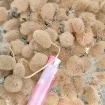 特种养殖，宽体金线蛭，蚂蟥，苏南特大种苗，卵茧