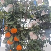 爱媛58号嫁接枝条。9月成熟，