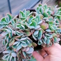 多肉植物奇罗缀化老桩，可一物一拍基地直发货现货出200棵