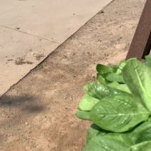 小叶菠菜