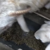 花生秧颗粒
