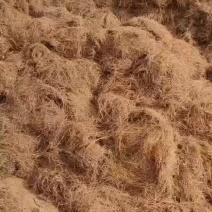 干松毛叶松针药材种植三七黄精白芨花卉魔芋种植专用
