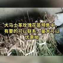 大马士革玫瑰花苗