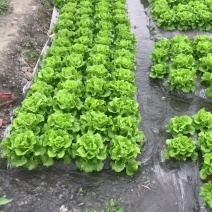 意大利精品生菜