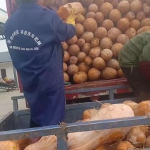 密本南瓜库存的货有需要的老板联系
