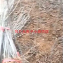 无患子小苗。百万无患子小苗。1-5公分无患子